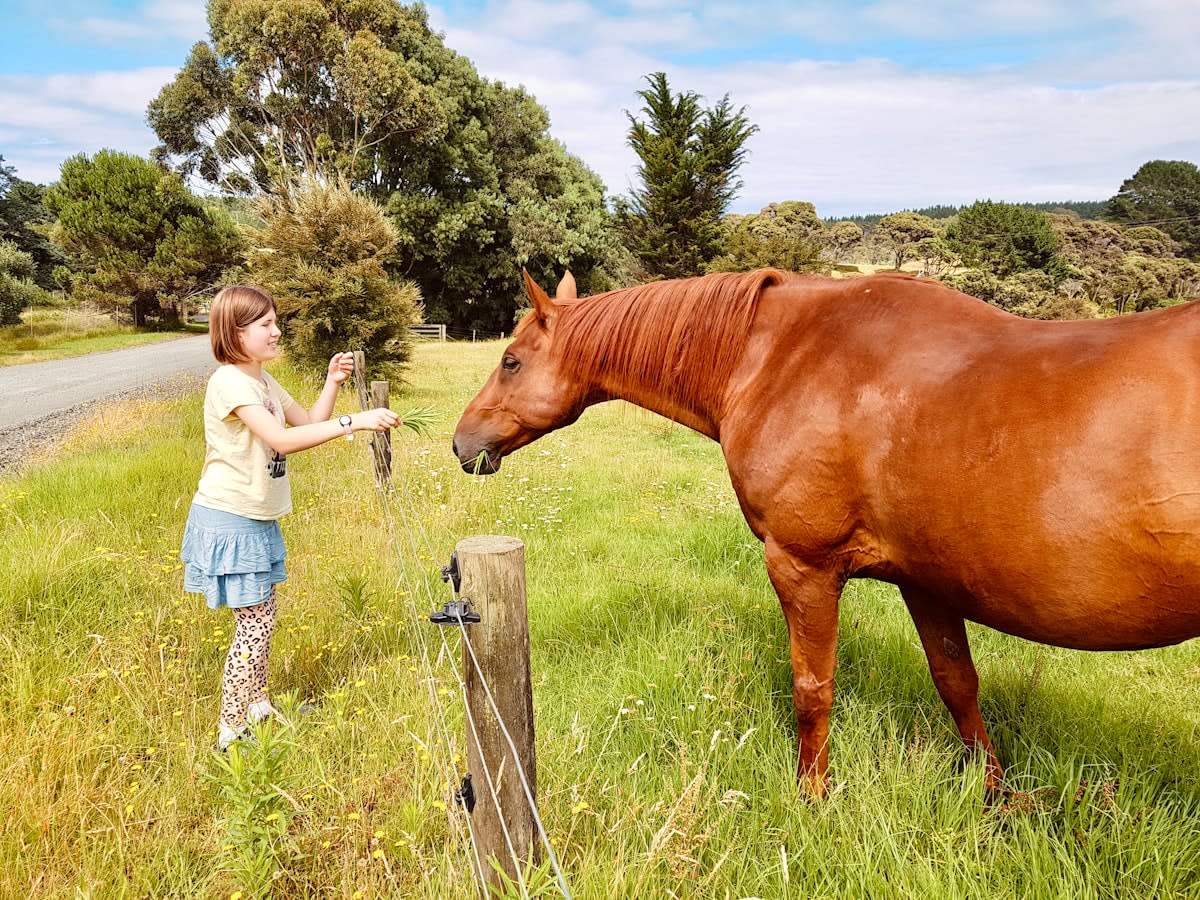 Veterinary checkup in a rural setting
