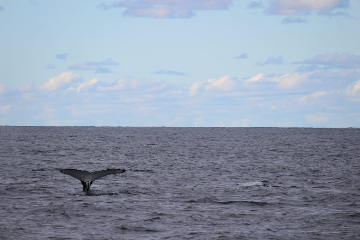 Humpback whales in the deep ocean