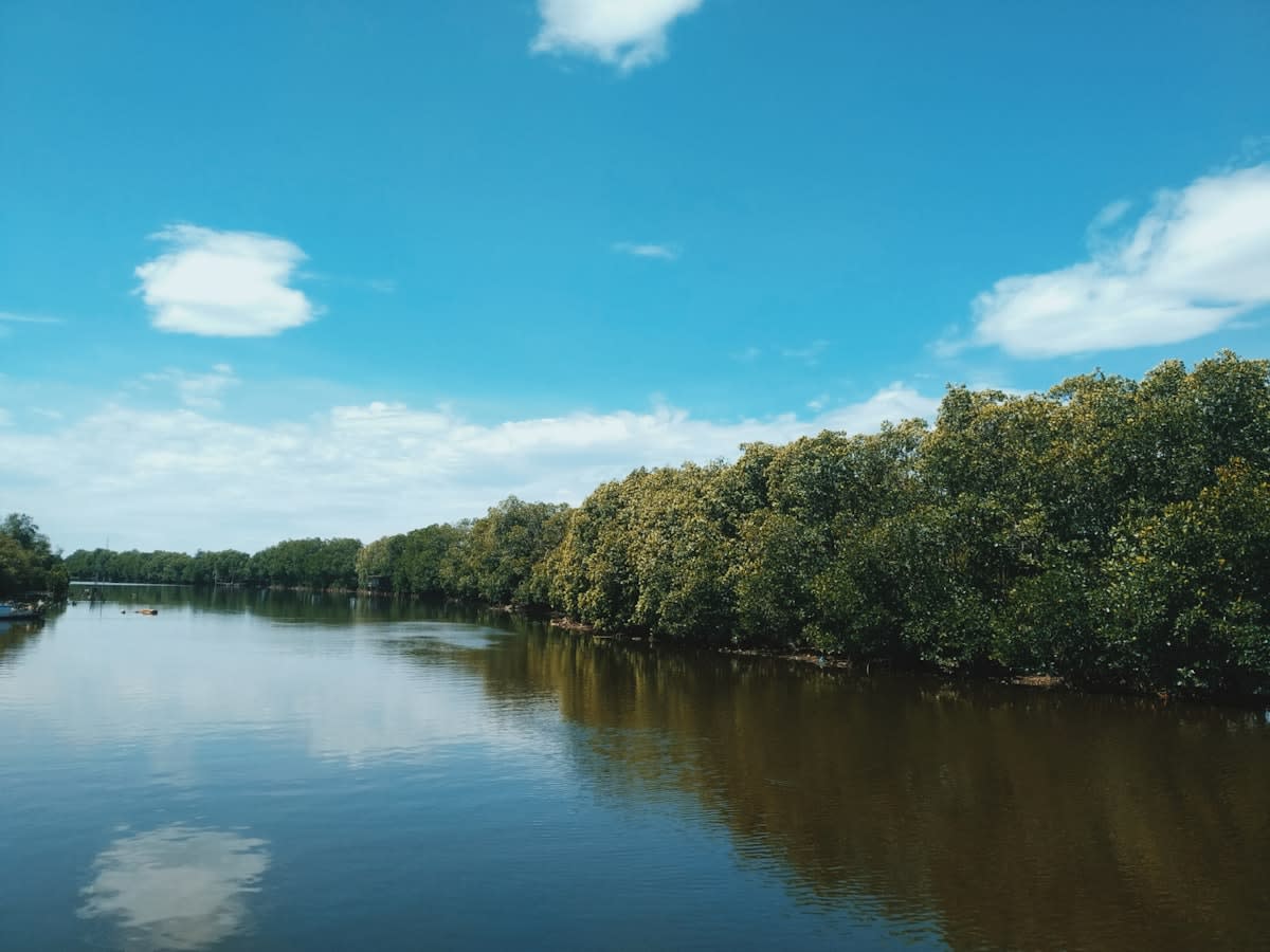 Mangrove forests in Indonesia