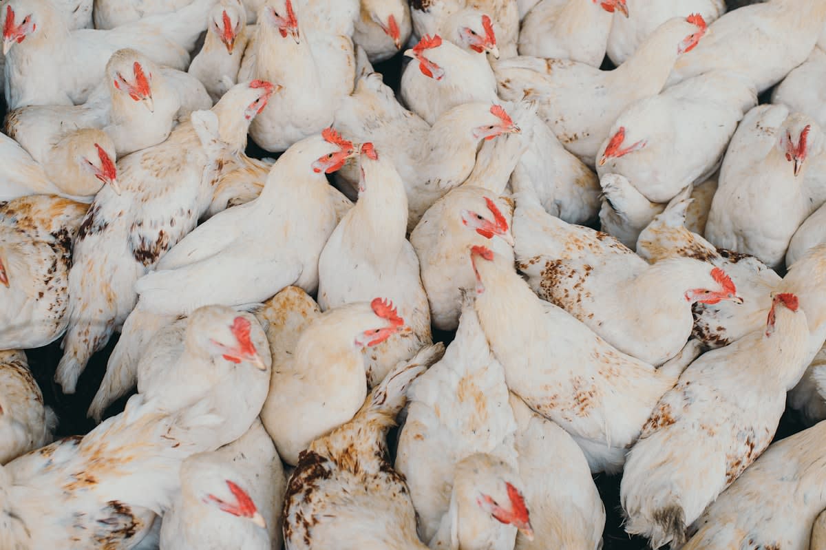 Sustainable poultry farming integrated with technology
