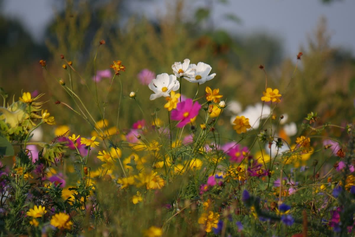 A lush, native pollinator garden with diverse wildflowers and bees