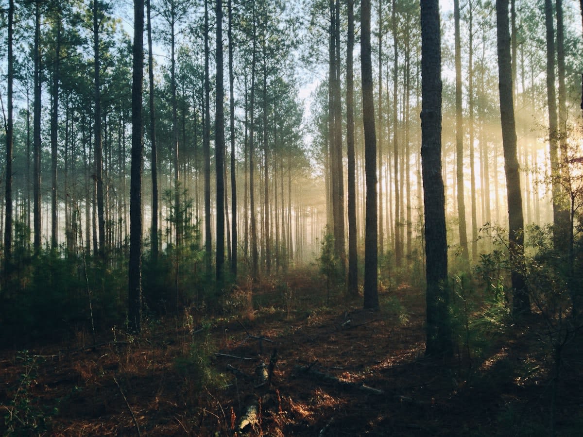 sustainable forest management