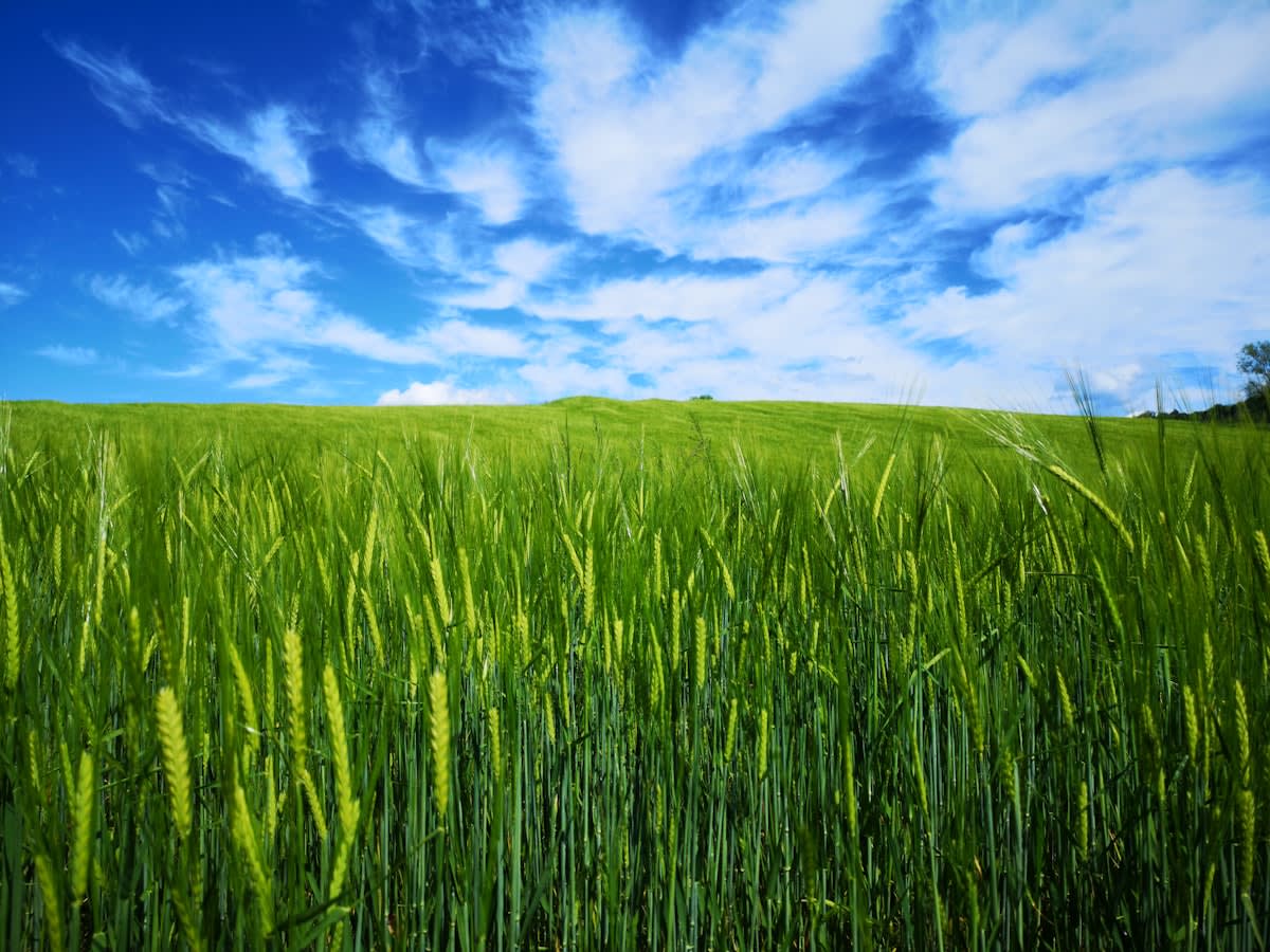 Expansive green barley field under a cloudy sky