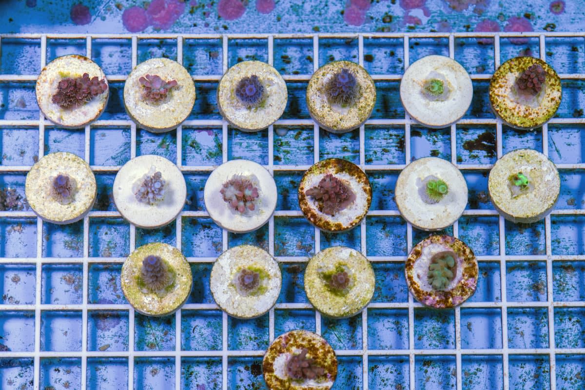 Fungal bioreactor or mushroom cultivation in urban setting