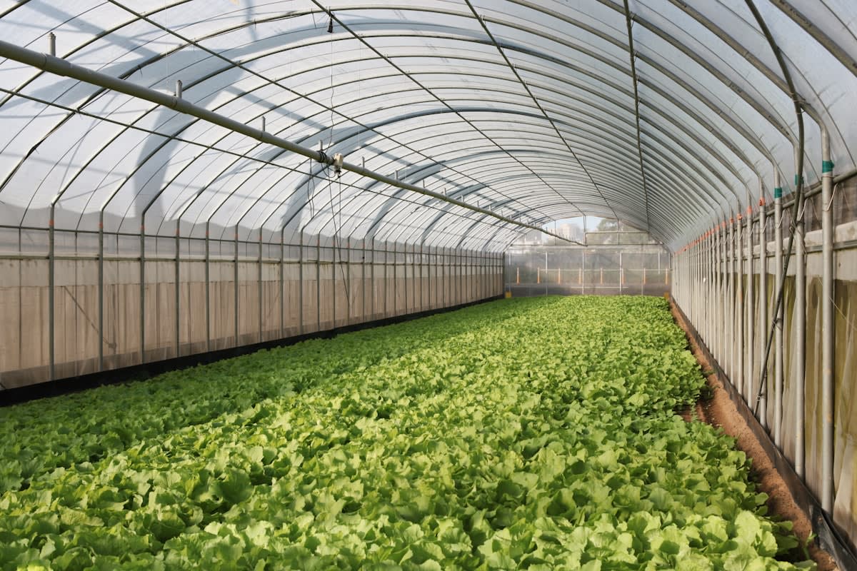 Modern hydroponic greenhouse interior
