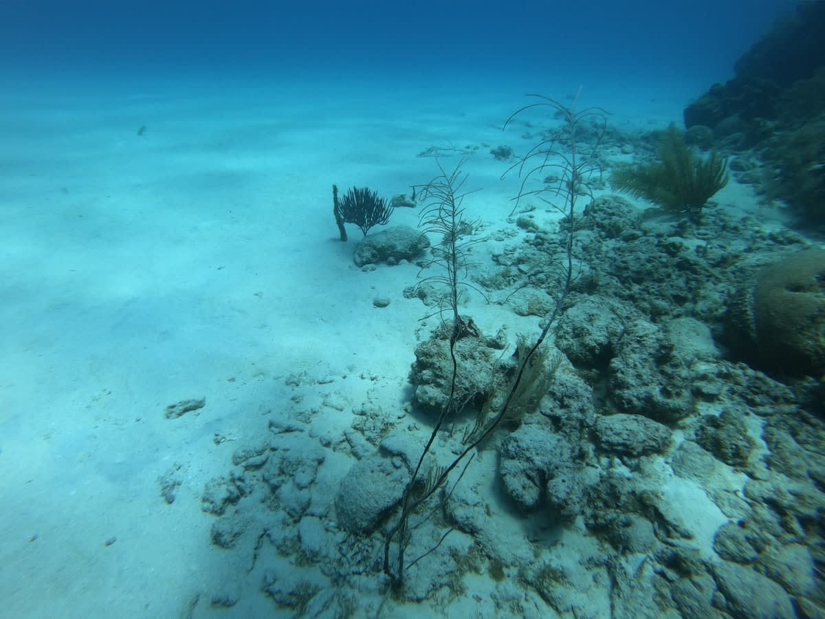 Deep sea ROV exploring the ocean floor