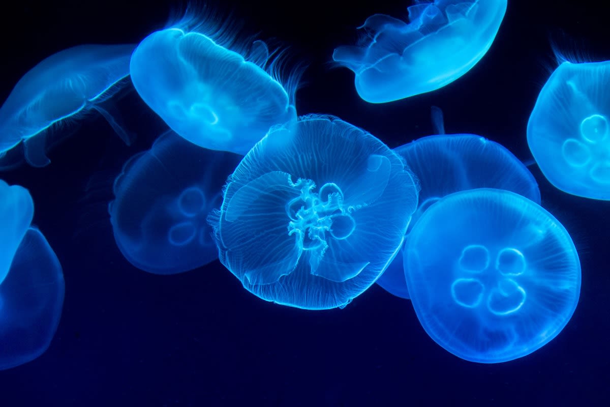 Bioluminescent deep sea jellyfish