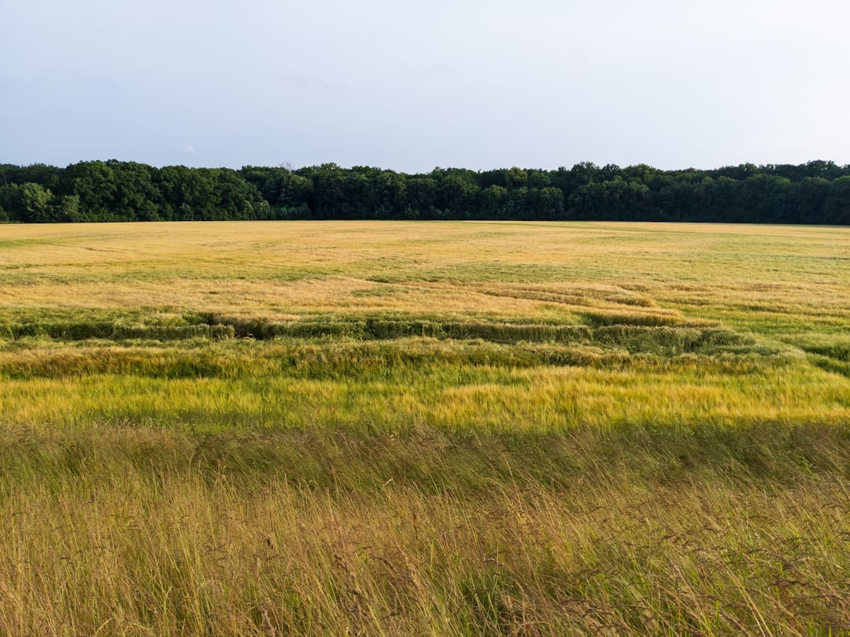 Wide shot of a regenerative grain field with diverse cover crops