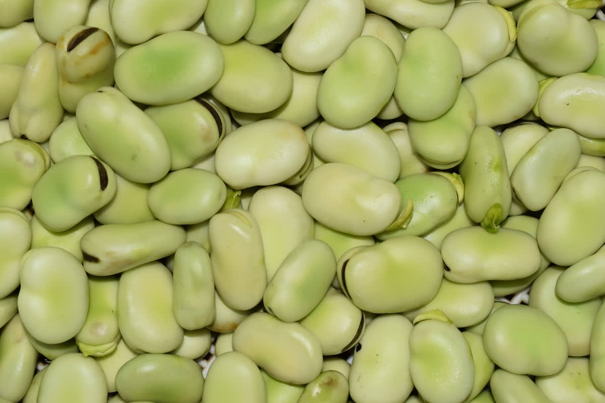 Close up of fava beans and grains