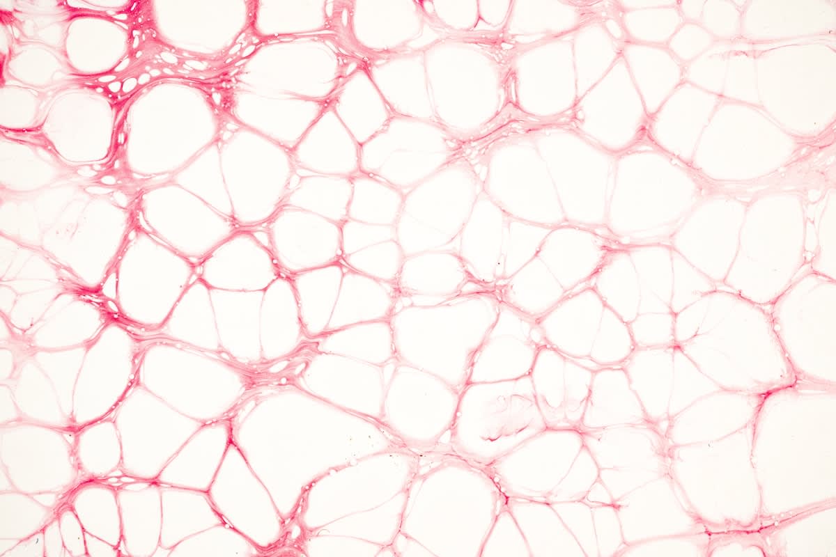 Microscopic view of bone tissue cells