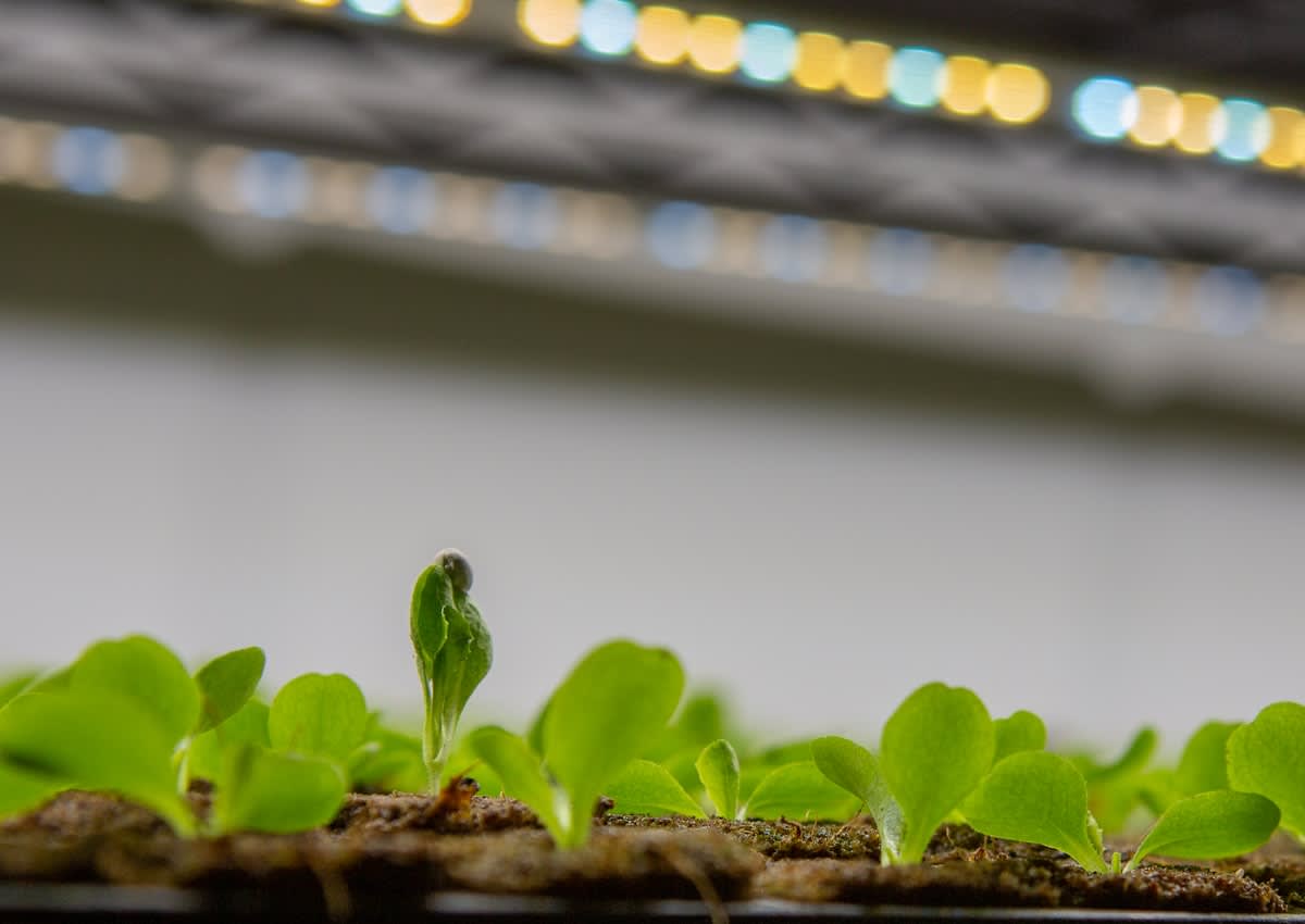 High-tech vertical farm with purple LED lighting