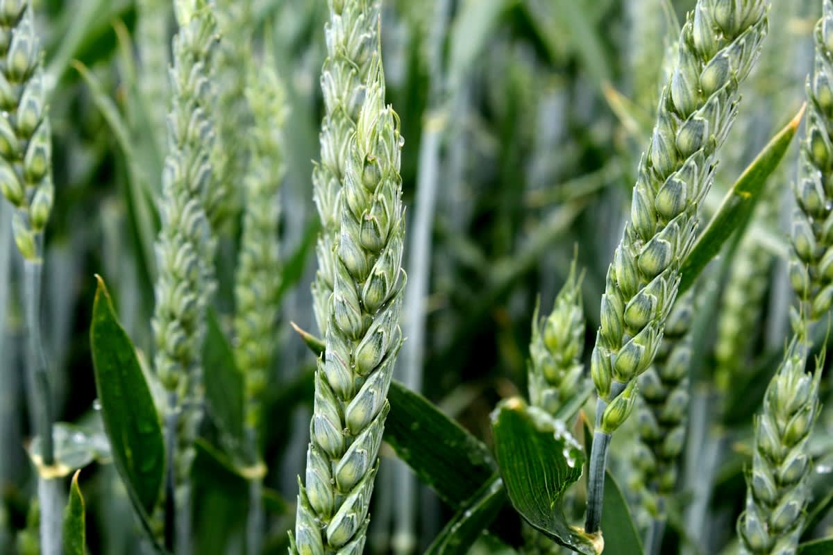 Close up of diverse biofortified crops
