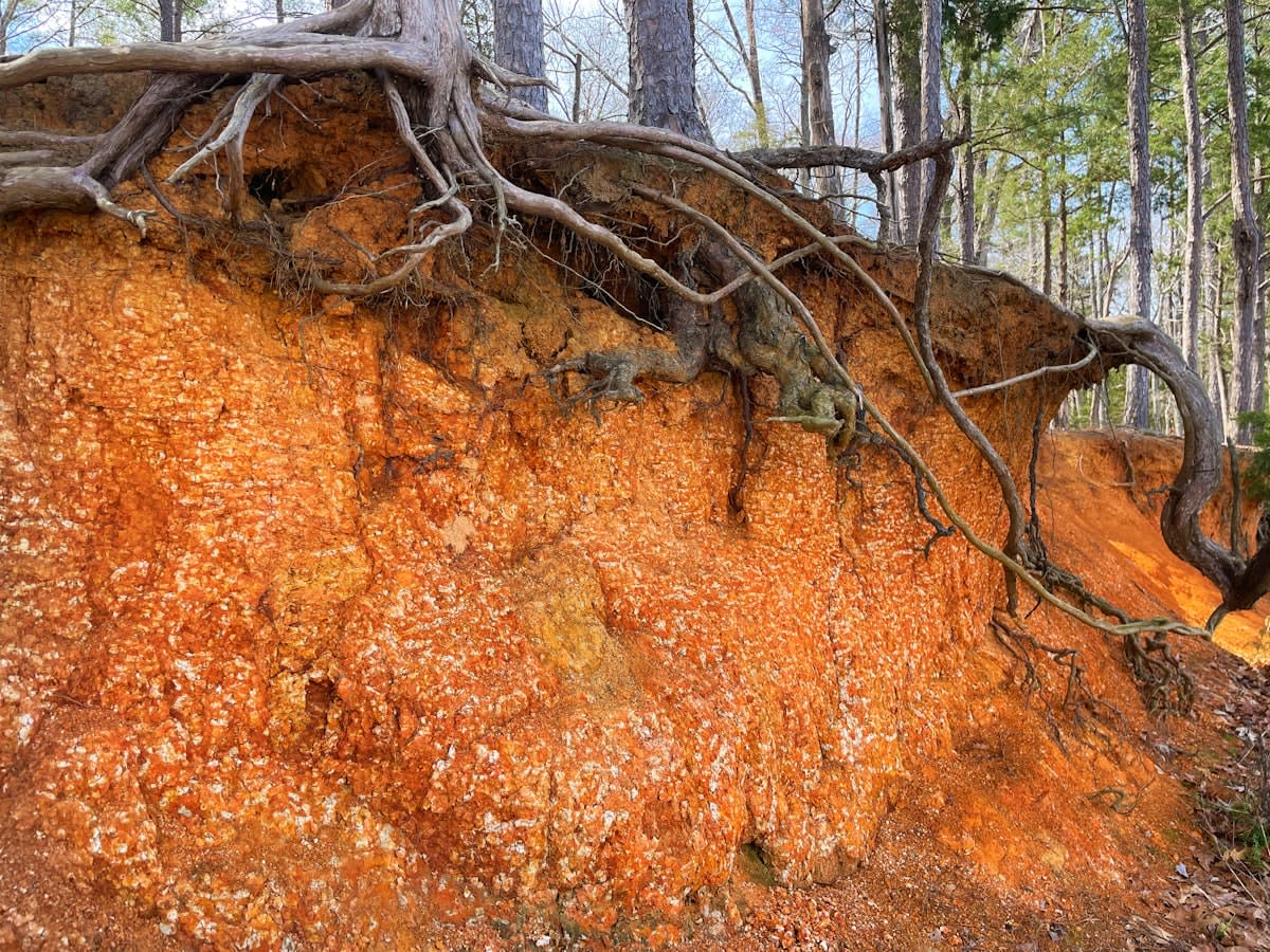 Close up of forest soil and mycelium networks