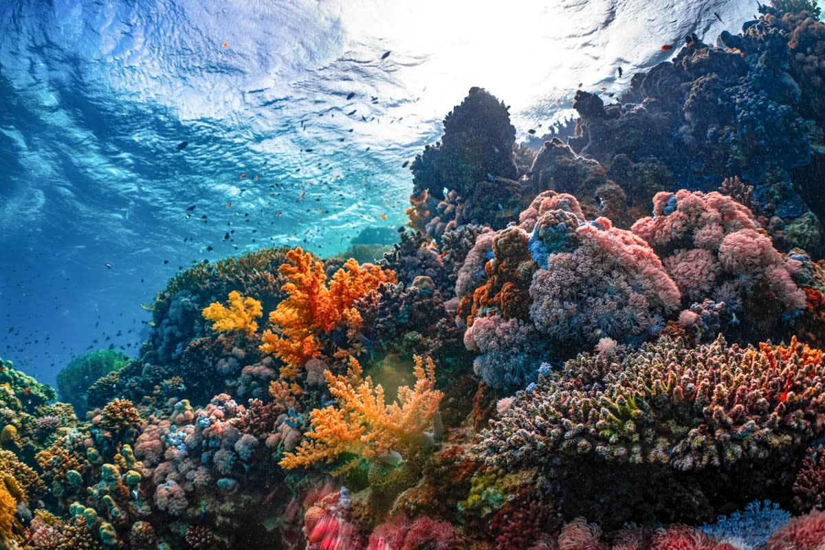 Vibrant coral reef underwater