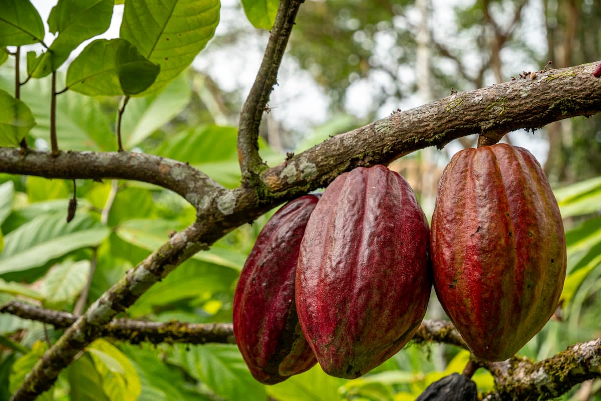 Close up of raw cocoa pods on a tree