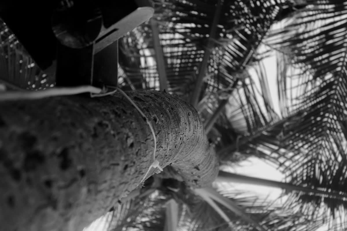 Close up of a high-tech acoustic sensor attached to a tropical tree