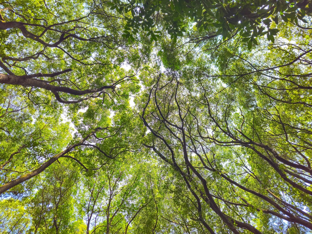 Lush green forest canopy with sunlight filtering through