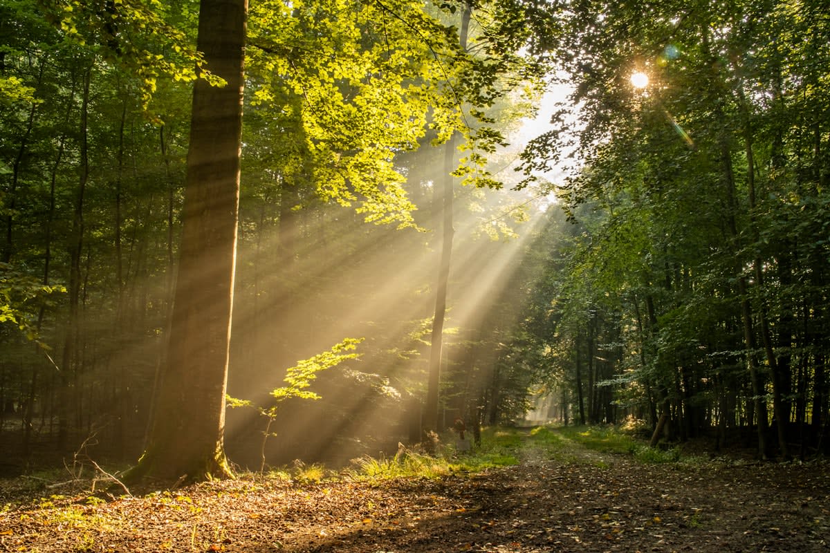 Sunlight filtering through morning trees