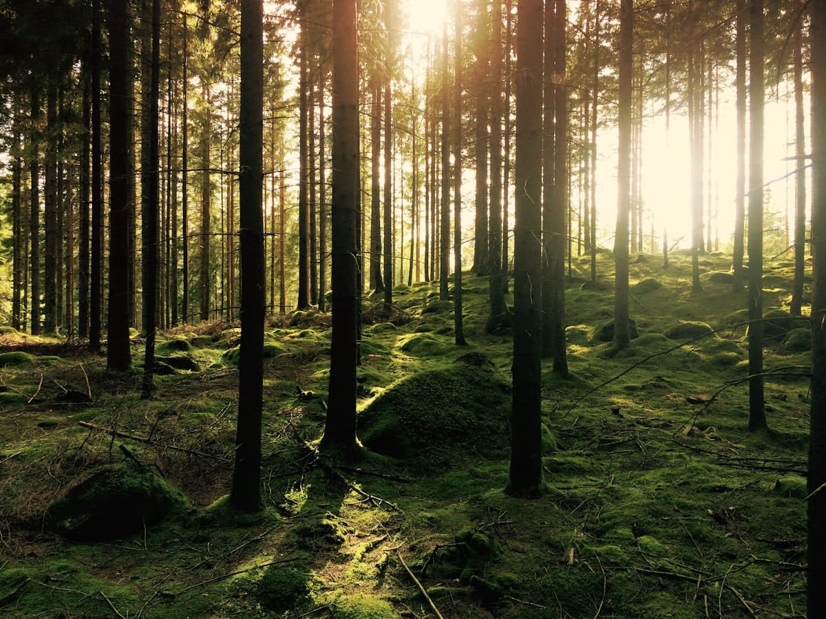 Dense ancient forest with sunlight filtering through canopy