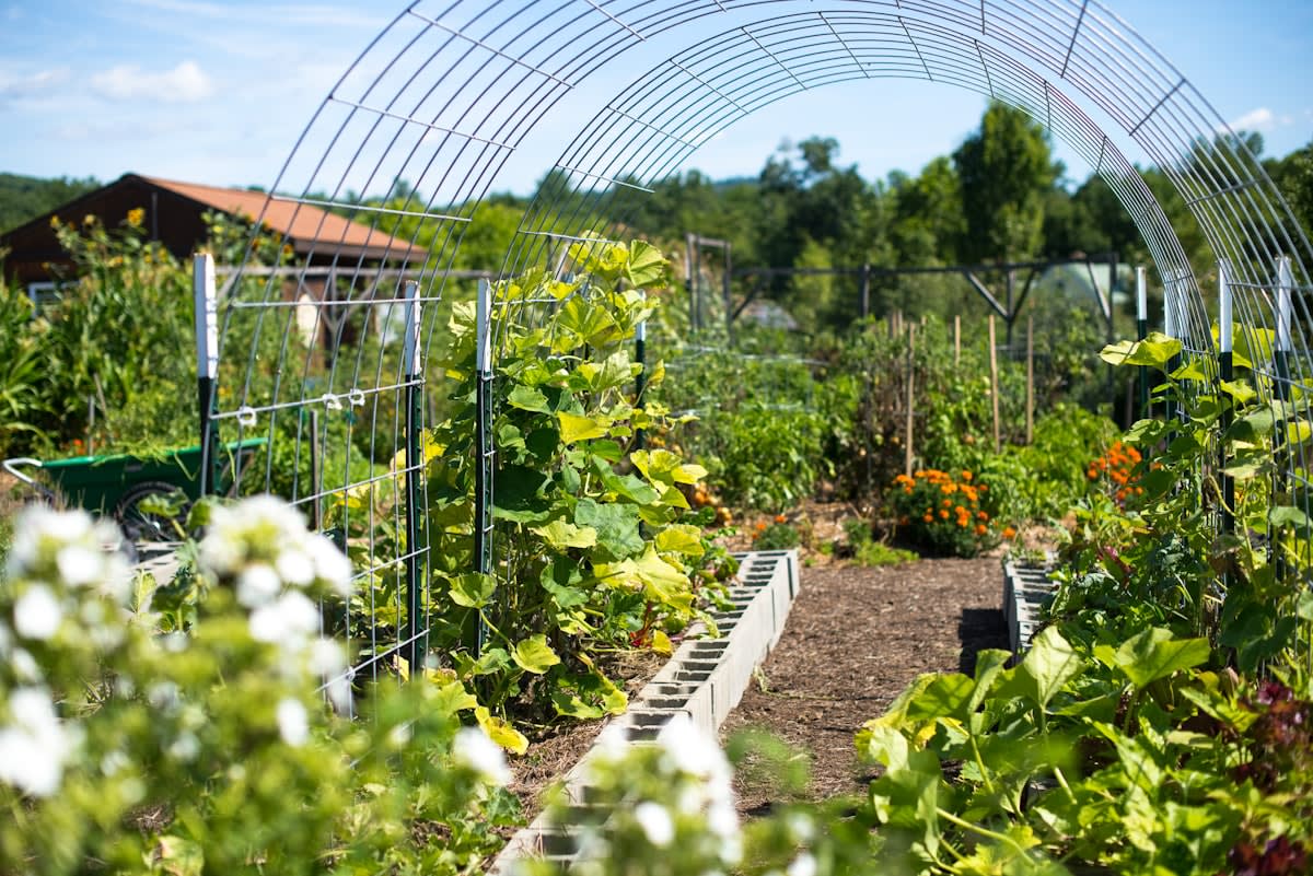 diverse urban permaculture garden with mixed edible plants
