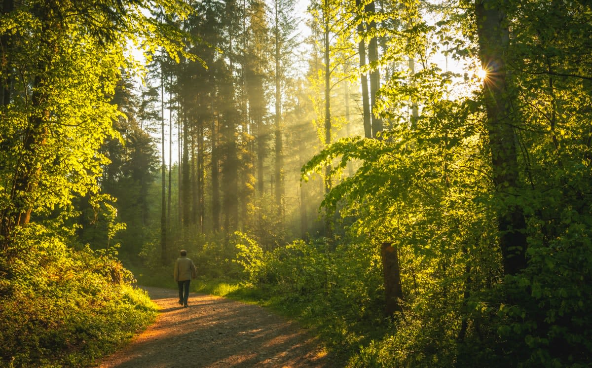 Person walking in a forest