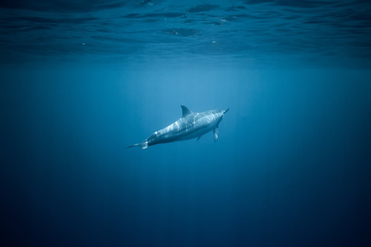 Sperm whale swimming in deep blue ocean