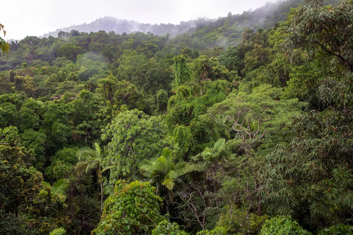 Aerial view of dense tropical jungle canopy