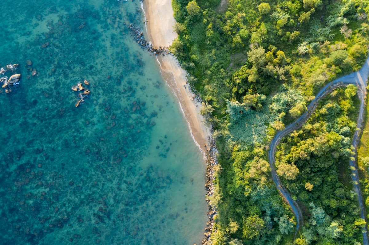 Aerial view of a dense tropical rainforest meeting a coastline