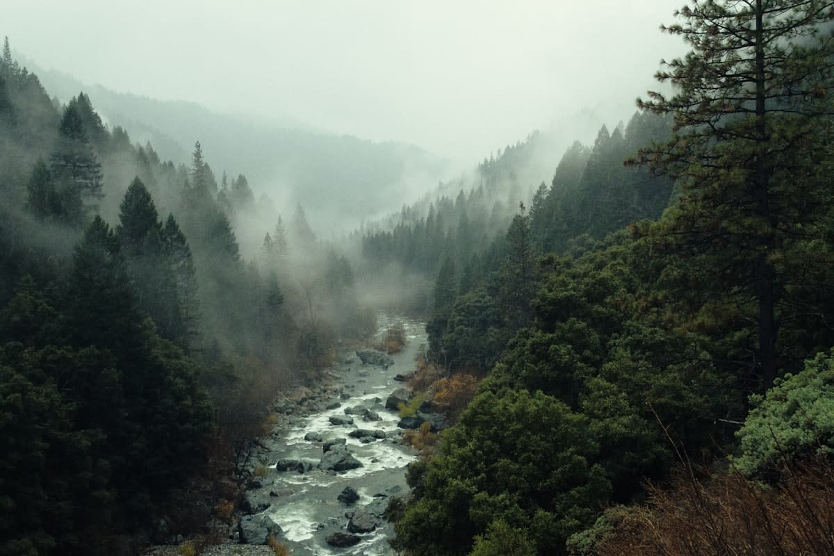 Mist-covered mountains and forest