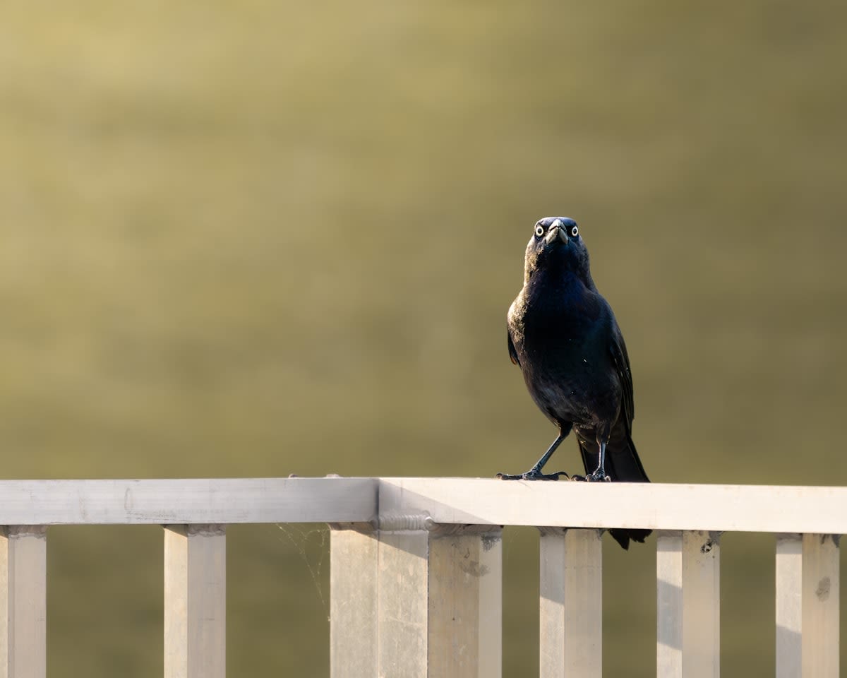 Close up of a bird in a city setting