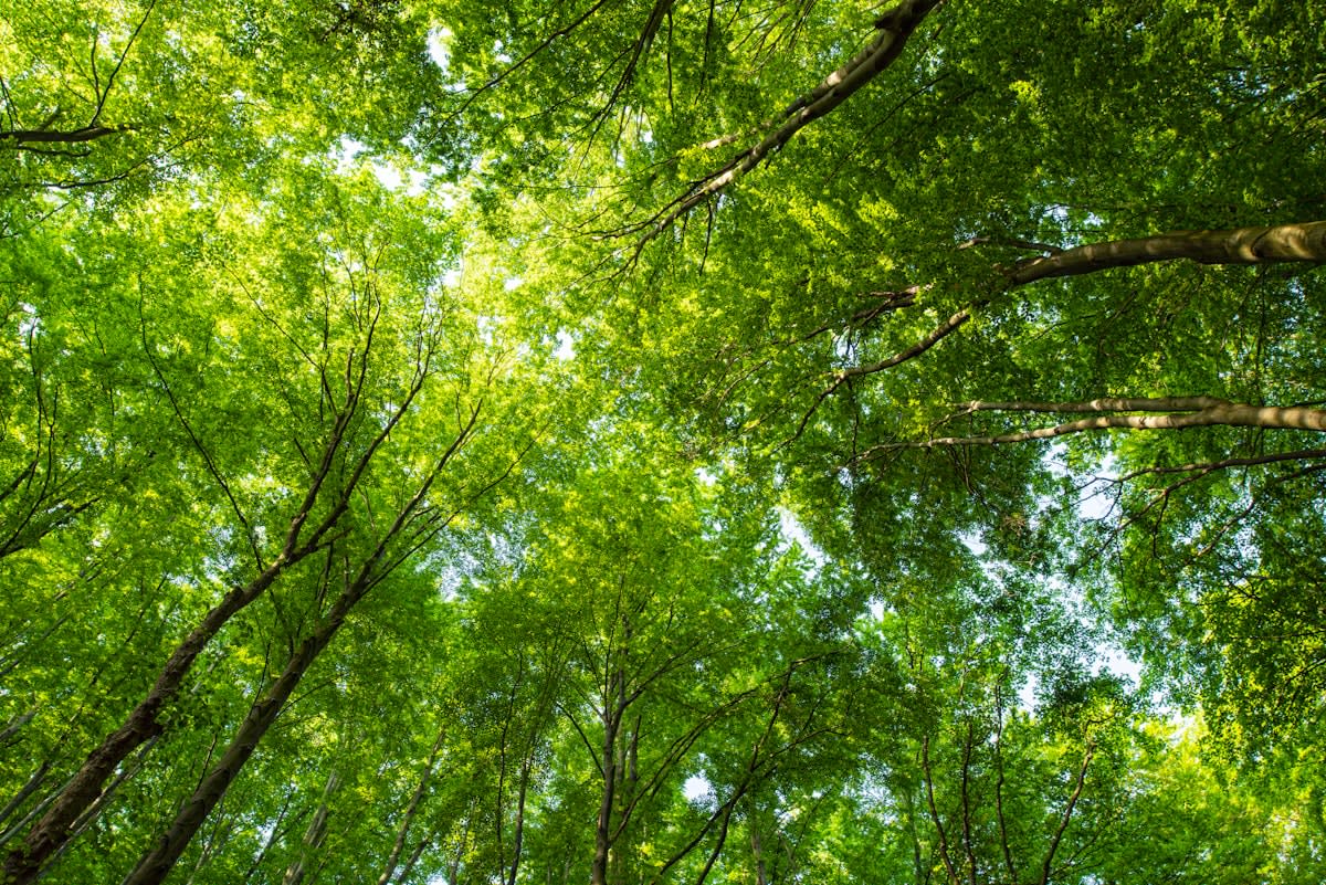 dense green forest canopy