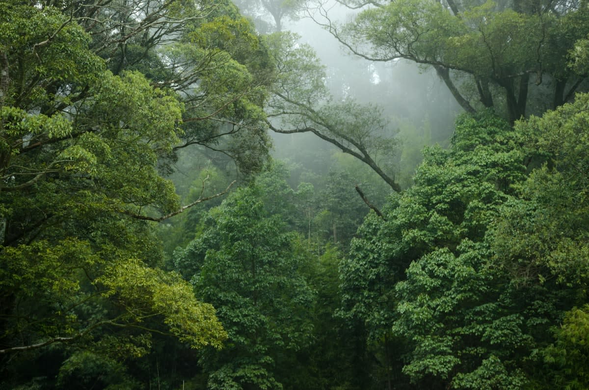 Lush tropical rainforest canopy
