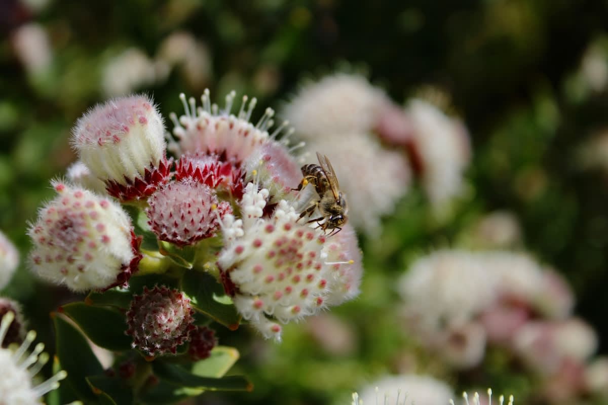 Close up of a native wildflower with a bee pollinating