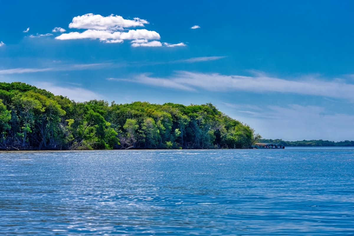Lush mangrove forest coastline