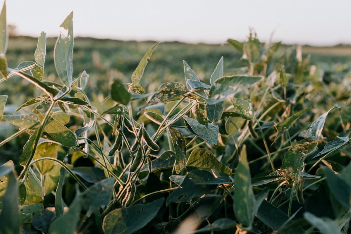 Close up of genetically modified soy plants in a research field