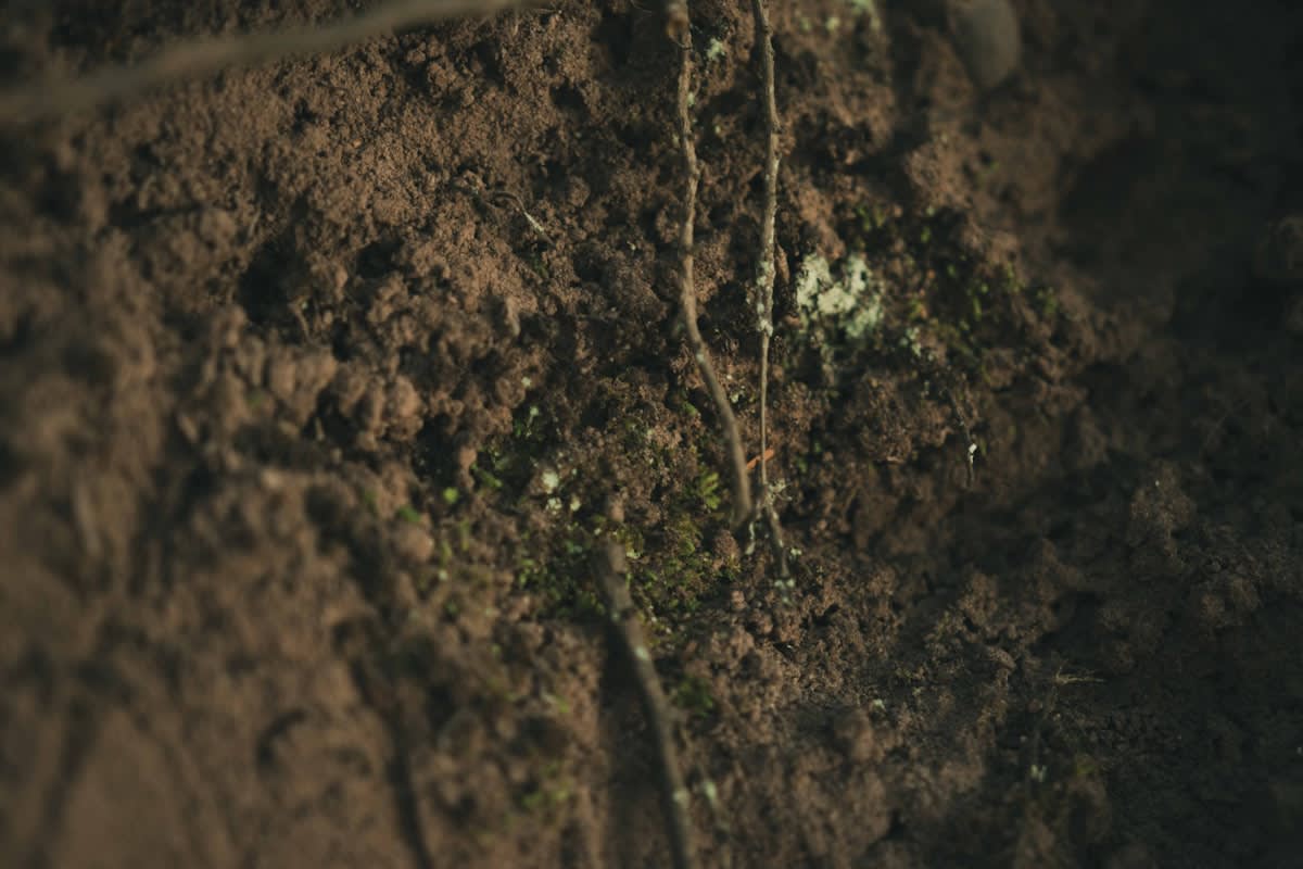 Microscopic view of mycelial networks in soil