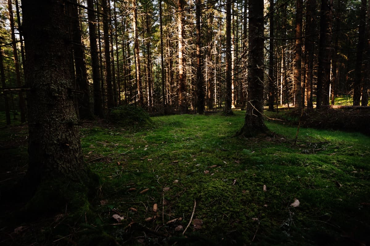 Lush forest floor with moss and fungi