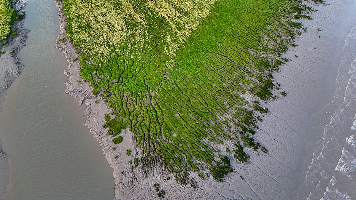 Coastal salt marsh with green halophyte vegetation