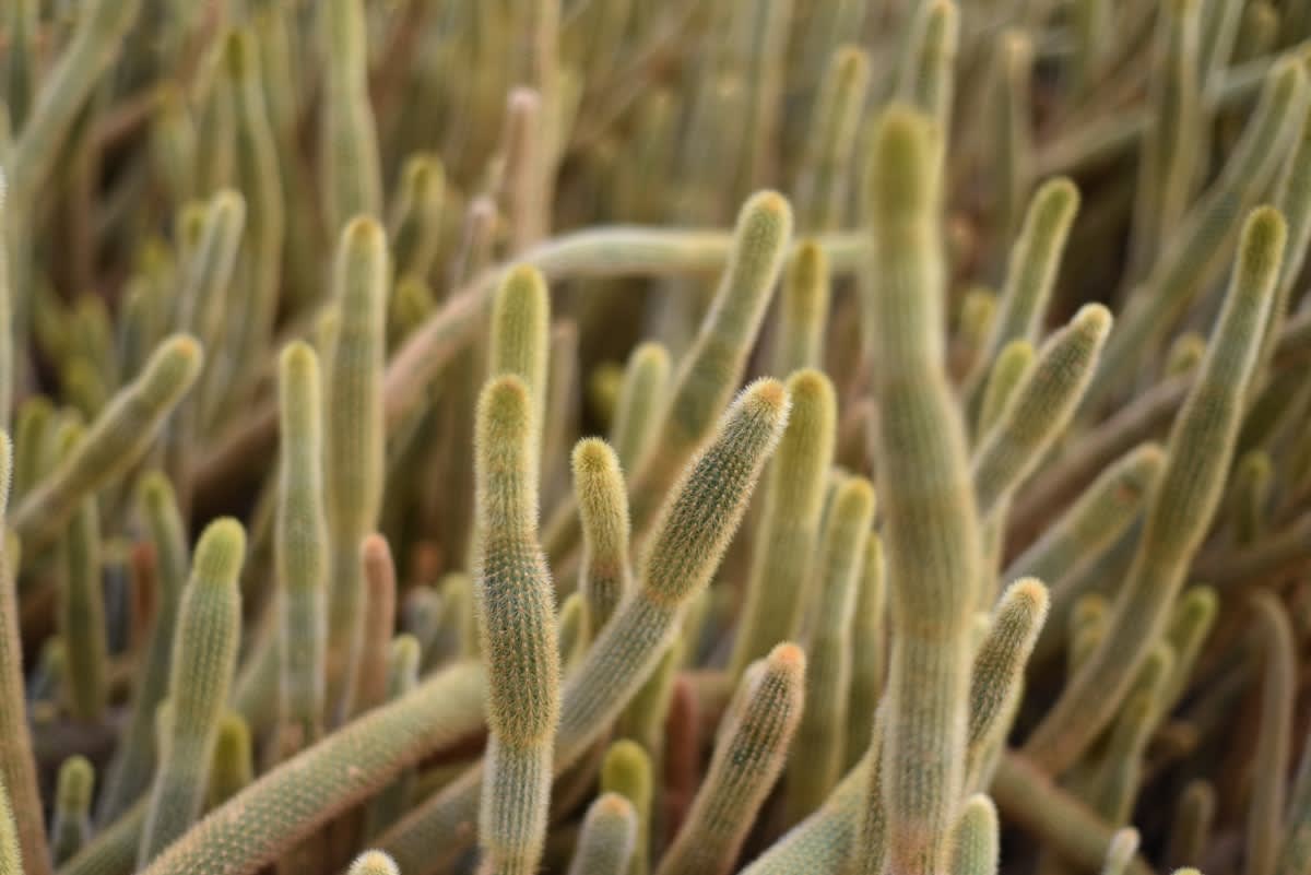 Close up of succulent salt-tolerant plant stems