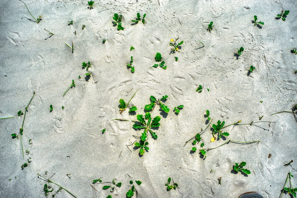 Close up of salt-tolerant green sprouts emerging from cracked saline soil