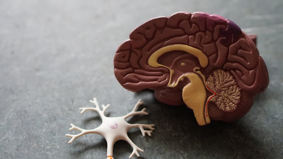Neural pathways showing dopamine receptor downregulation