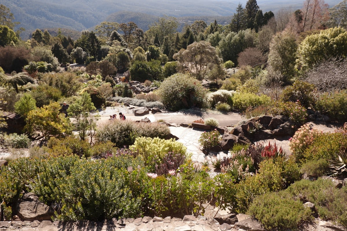 Native garden with diverse plant layers