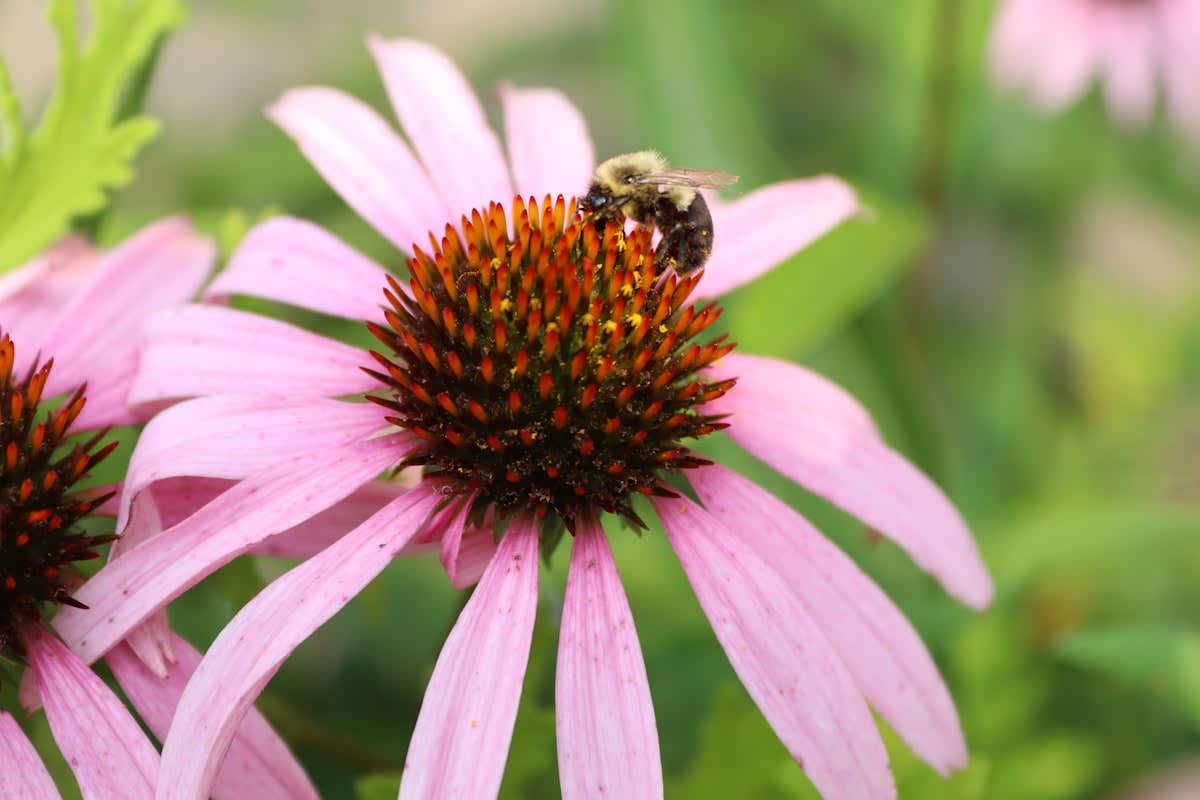 Close up of pollinator on native flower