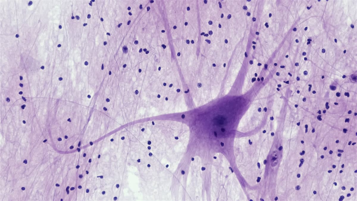 Microscopic view of neural cells and fluid