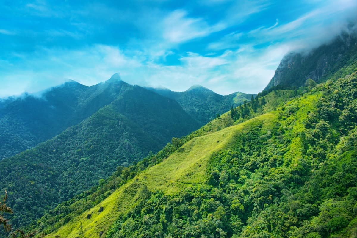 Lush green mountains and forest