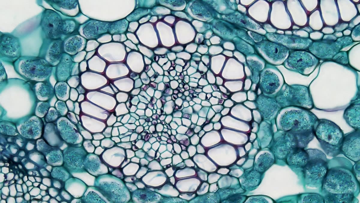 Microscopic view of zinc dendrites vs smooth deposition