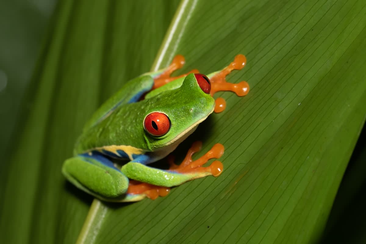 Close up of a colorful tree frog in a rainforest