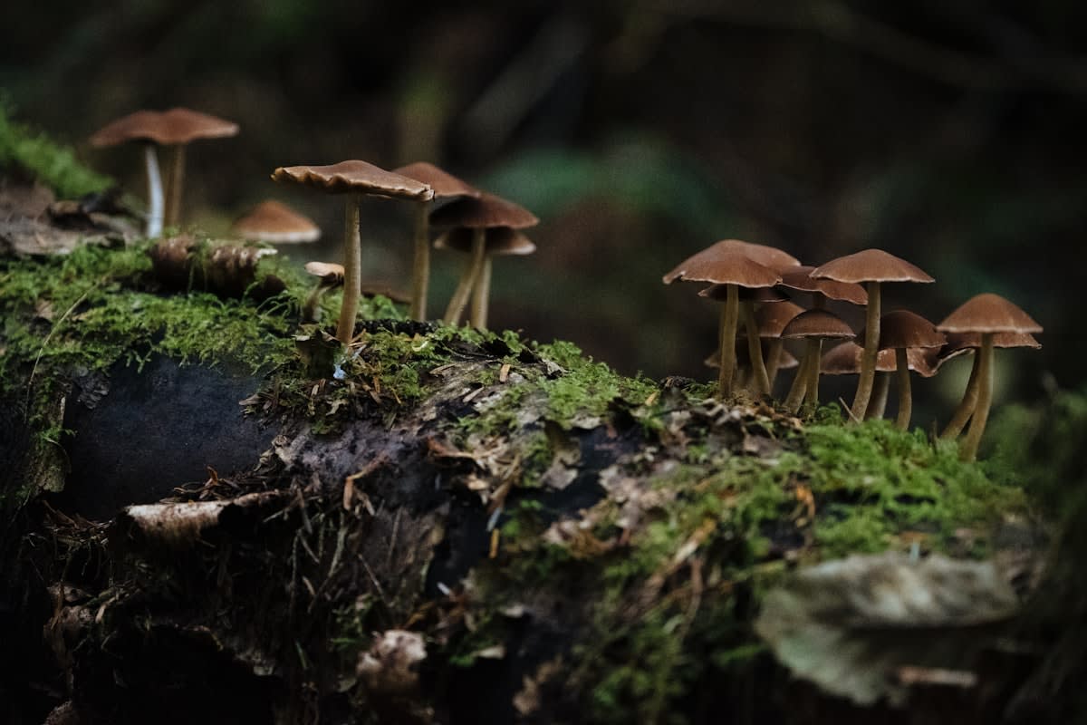 forest floor with mushrooms and roots