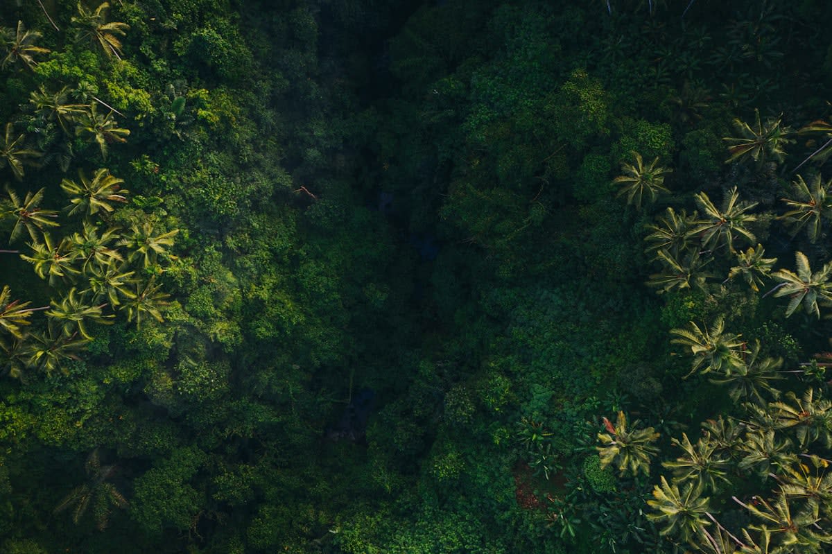 Aerial view of diverse rainforest canopy