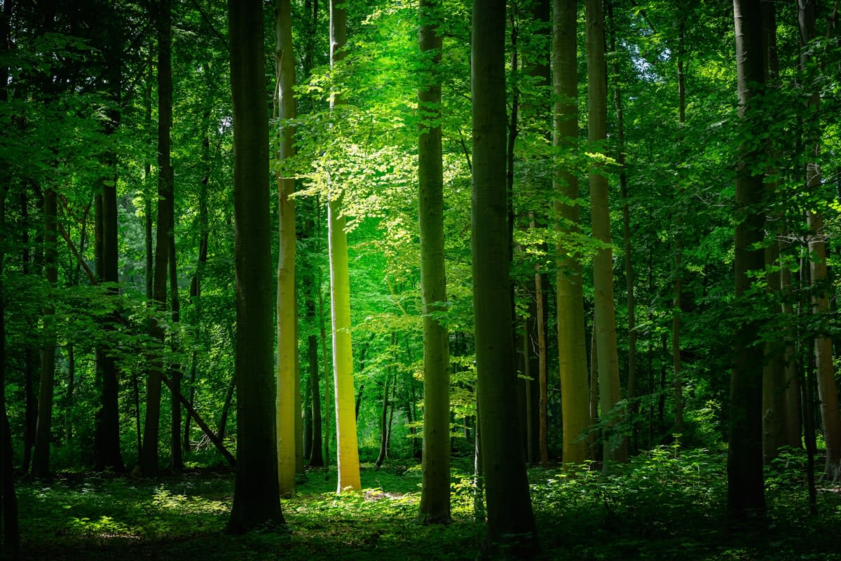 Lush green forest with sunlight filtering through